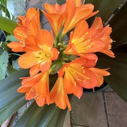Clivia Miniata Indoor Flowering Plant - Orange 