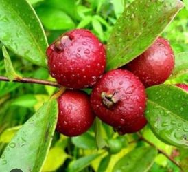 Arbol de guayaba fresa