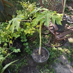 Papaya Plant In Pot Nice  