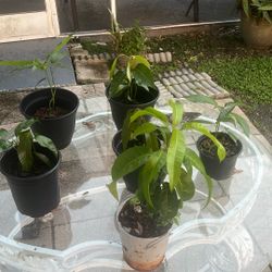 Mango Fransics Tree ( Haiti )