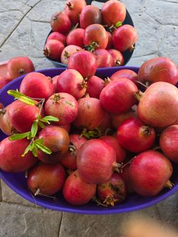 Fresh Pomegranates – Large Lot