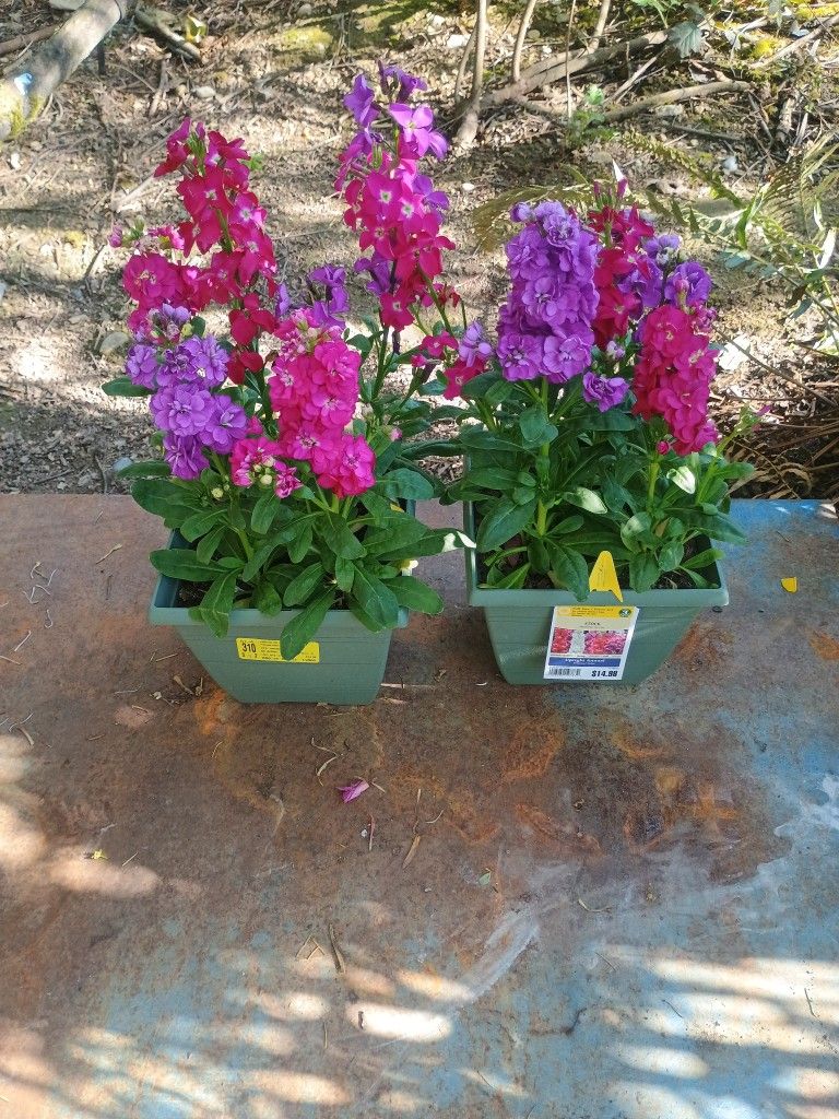 Stock Mattbiola Incana