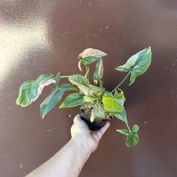 5” Syngonium Pink Splash