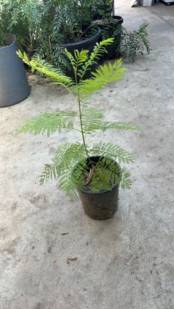 Jacaranda