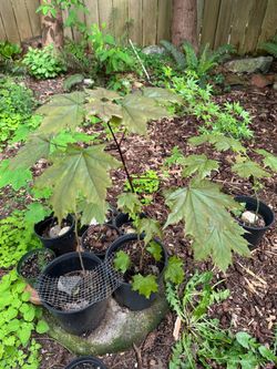 Maple Trees, Japanese Maples , Norway maples, and a silver fir