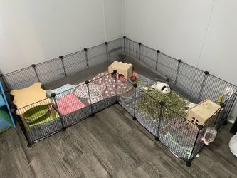 Guinea pig accessories