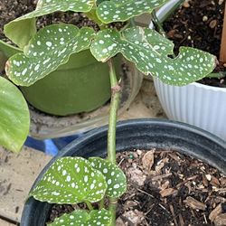 HERMOSAS PLANTAS NATURALES “STEVE’S LEAVES BEGONIAS PLANT 
