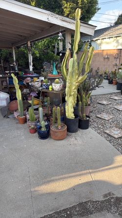 cactus 🌵