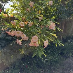 Free Pink Angel's Trumpet Brugmansia