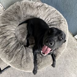 Unhide Extra Large Dog Bed