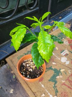 Coffee Tree