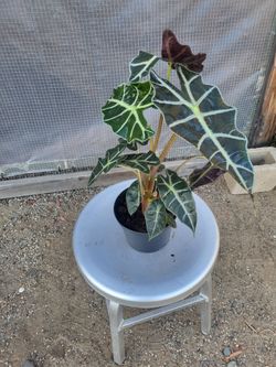 Alocacia African Mask Plant 6" Nursery Pot