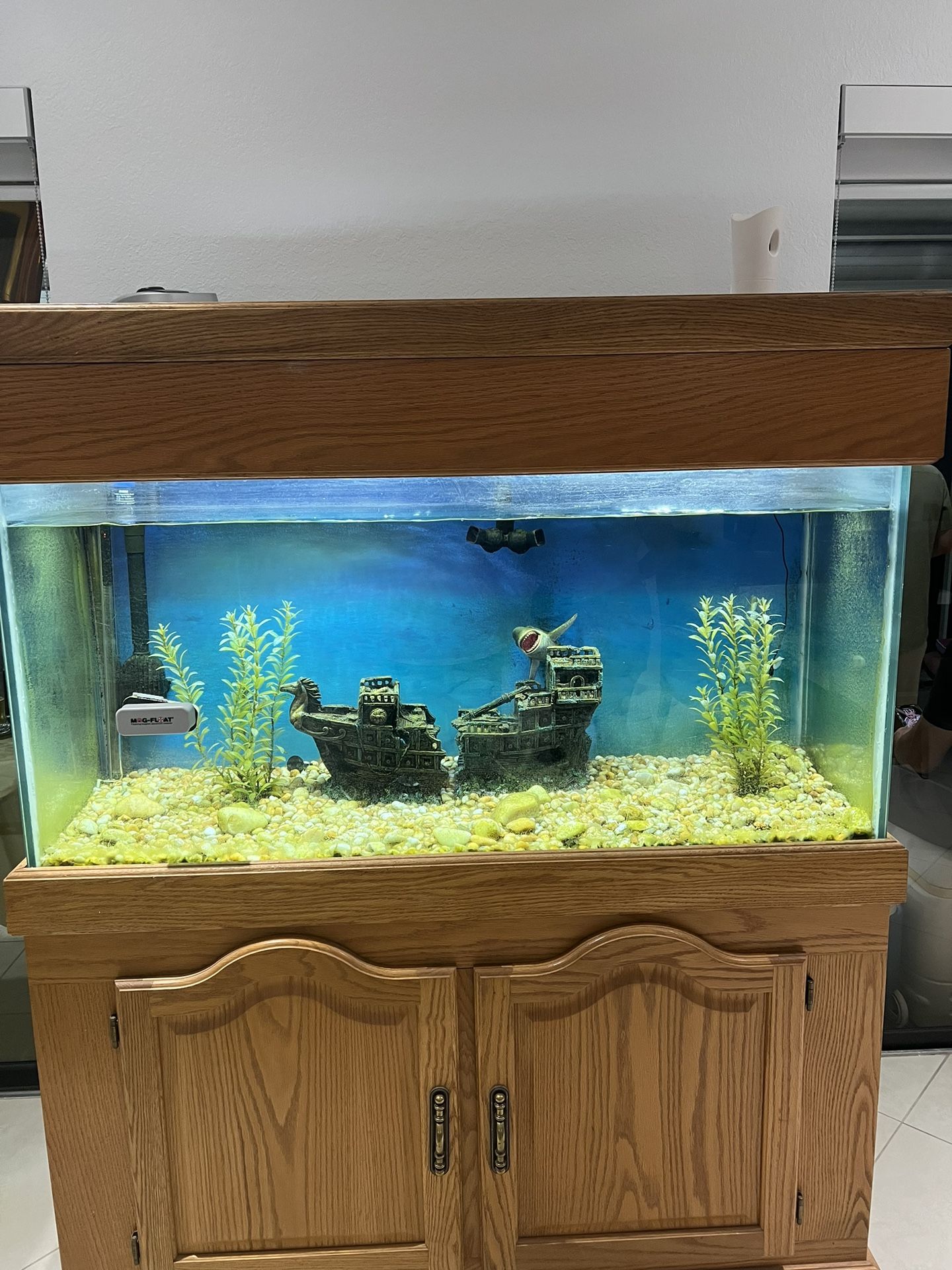 Fish Tank 