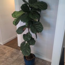 Fiddle Leaf Fig Tree/Plant