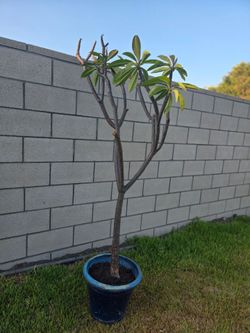 Plumeria
