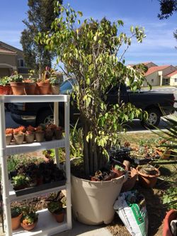 Real plant - ficus 6ft