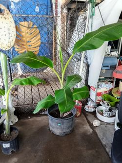 Fruit bearing Banana Trees