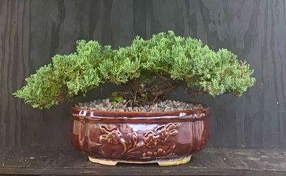 Bonsai Juniper