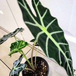 🌿Healthy Live Air Purifying Houseplant Alocasia Polly / African Mask Plant 17" Tall In Pot 5" ~ Beautiful Purple Underside Leaves 