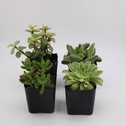 4 Pack assorted 2” succulents