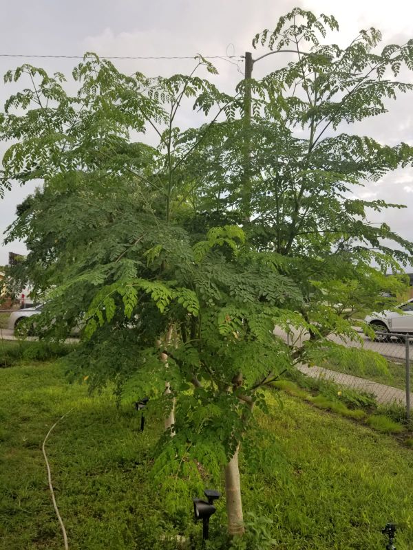 Moringa trees in 3gal arboles de moringa en 3gal for Sale