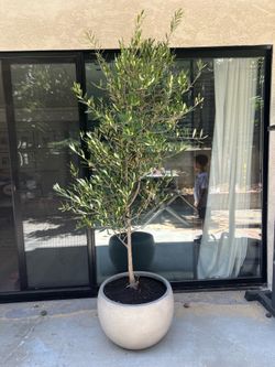 Fruitless olive trees 7ft in pot Landscape Plants Ferns succulents palms grass pots