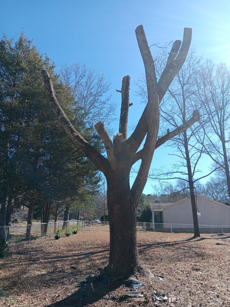 Free Estimate On Tree Removed