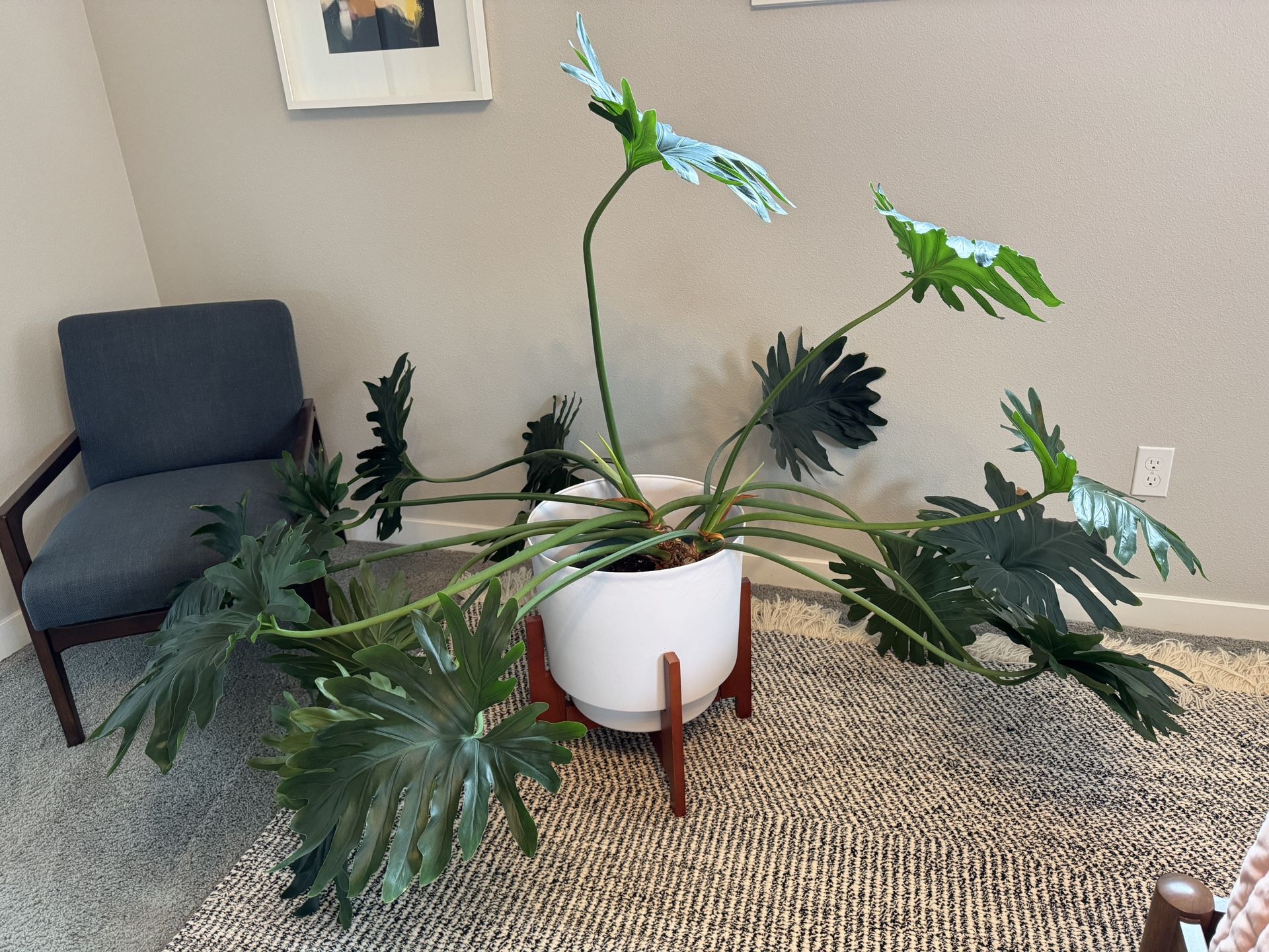 RESERVED FOR J - Philodendron bipinnatifidum (split leaf philodendron)
