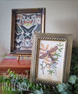 Small Entomology Butterfly Frames