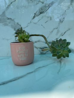 Succulents