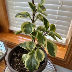 Indoor Plant