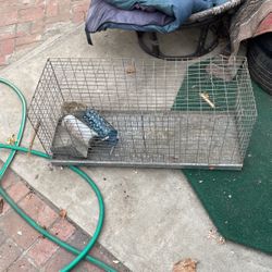 Bird Cage