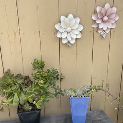 Succulent Lover Special Both For $10