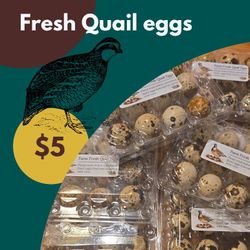 Quails Eggs 