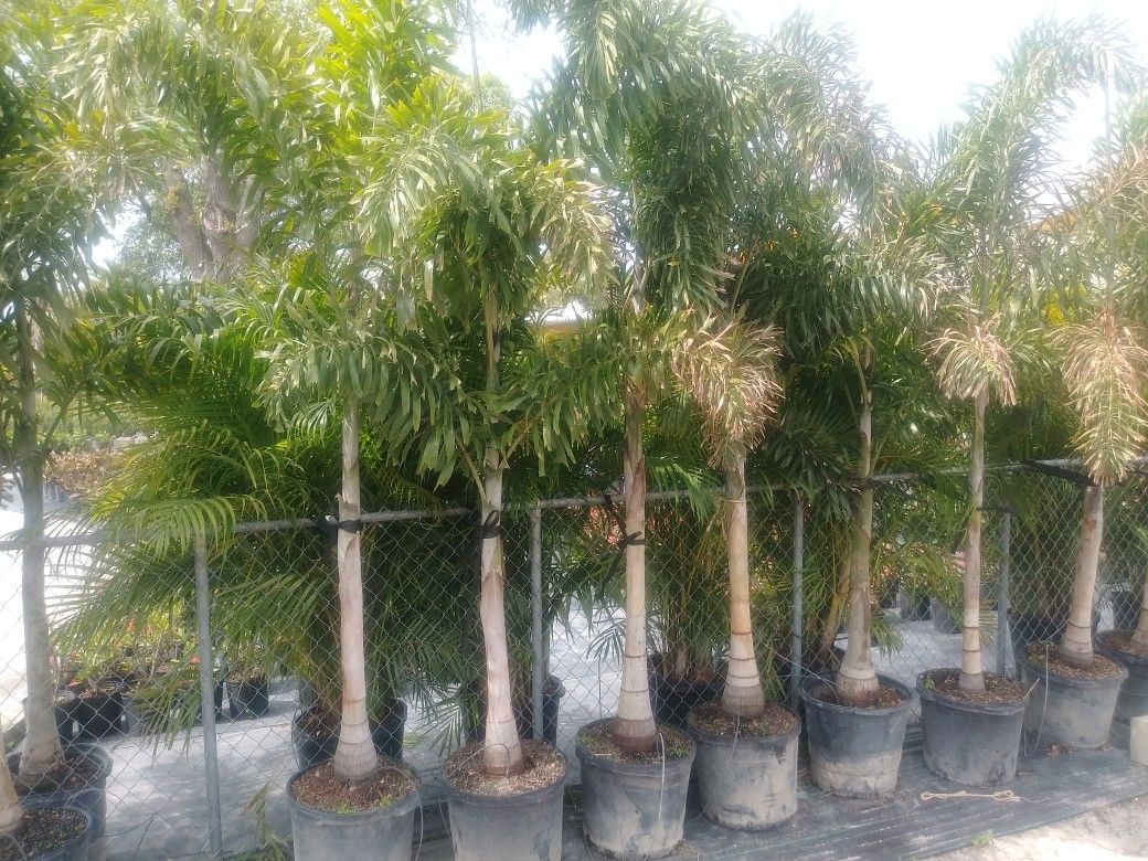 Palm trees delivered and planted 10 foot tall for Sale in Tampa, FL