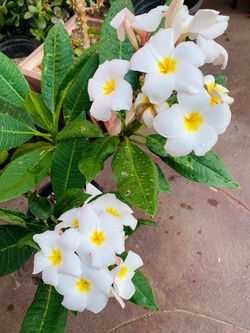 Plumeria