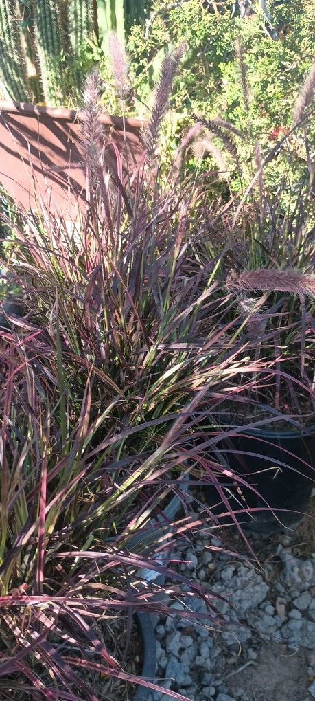 Fountain Grass Plant.