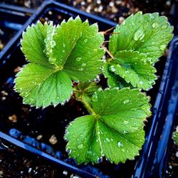 STRAWBERRY PLANTS ORGANIC SIMPLY THE BEST TASTING MOST PRODUCT WE HAVE GROWN