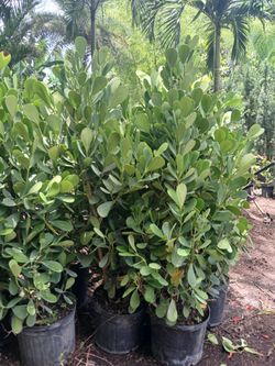 Clusia Overgrown Sale! 4-4.5'ft $23🌸