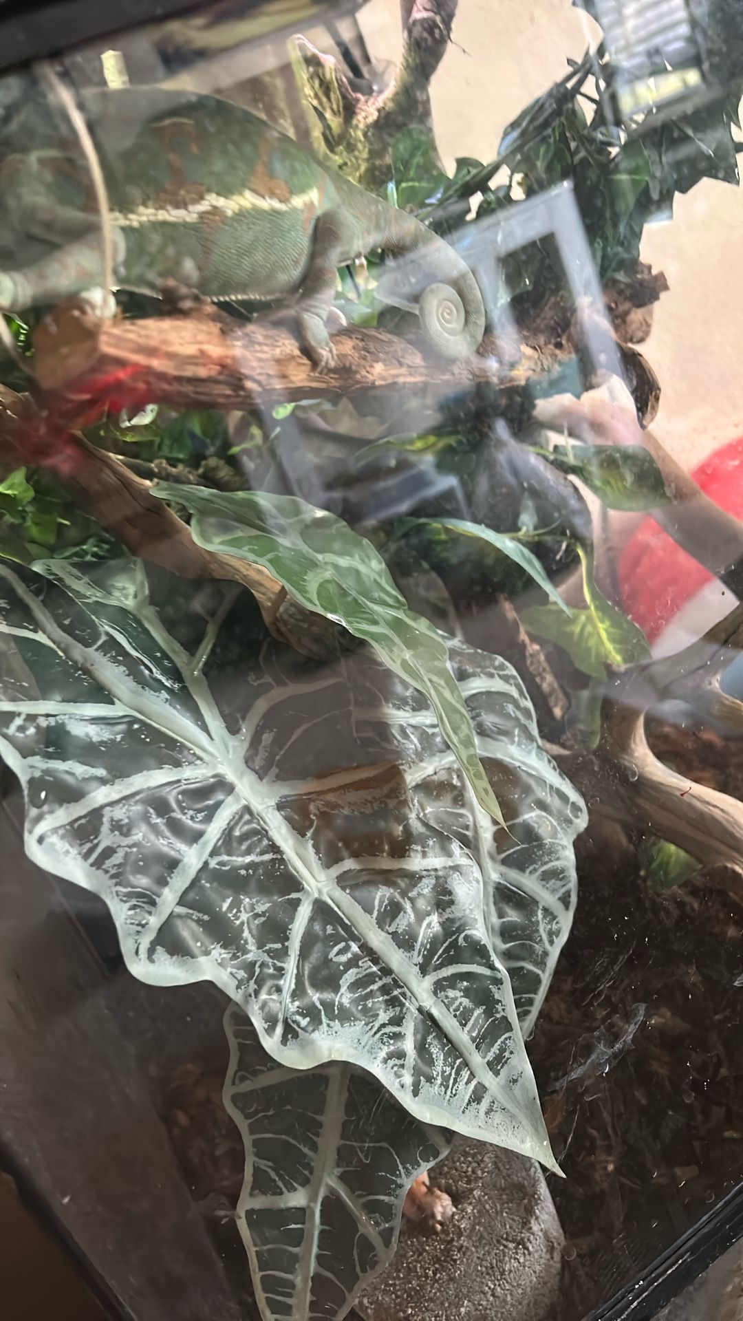 Chameleon Enclosure
