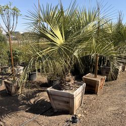 Pindo palms 24 gal