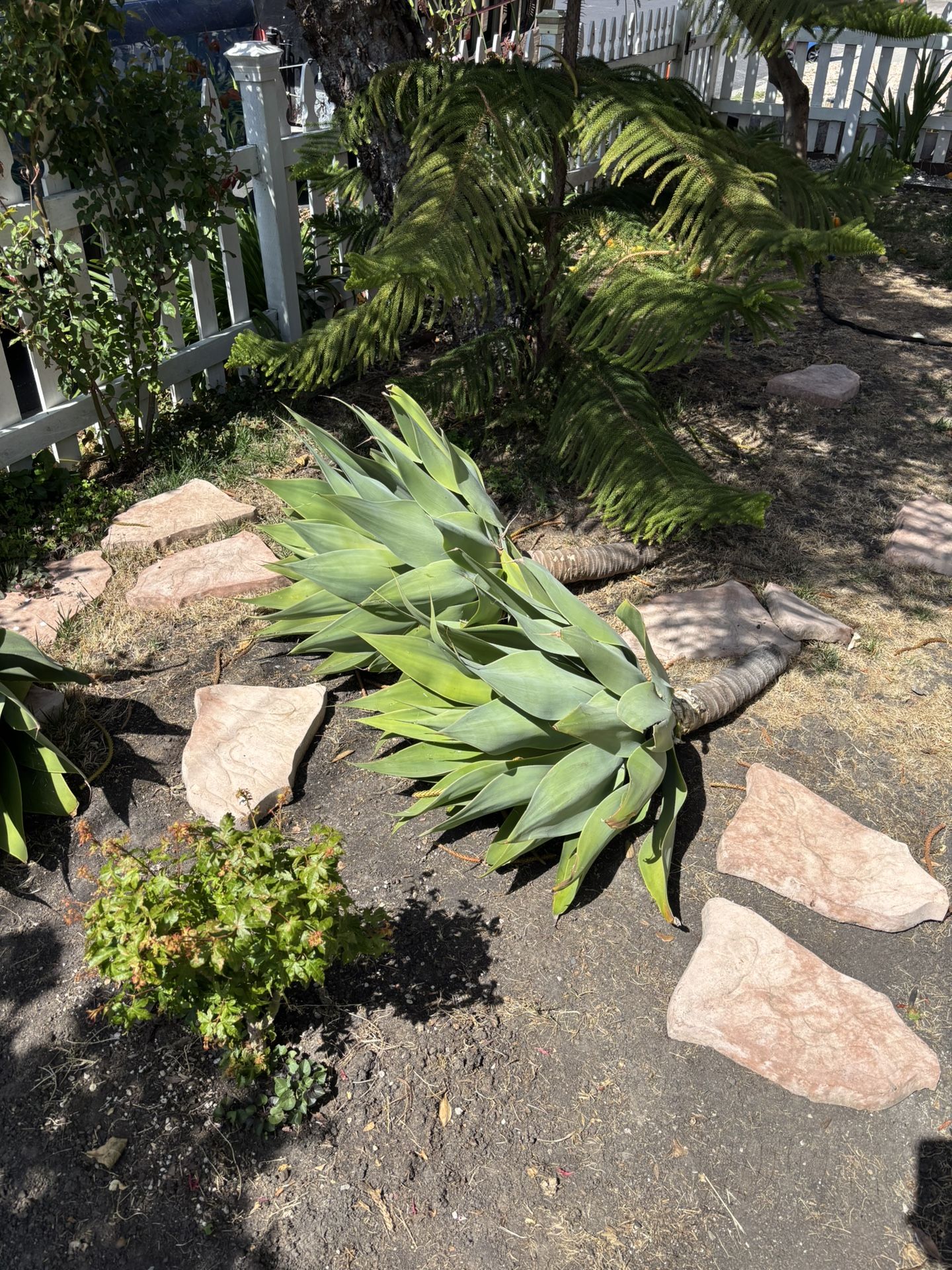 Fox Tale Agave