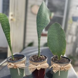 Sanseveria Whale Fin Live Plant
