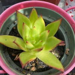 Plants