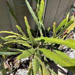 Big Pot Of orchid cactus epiphyllum 