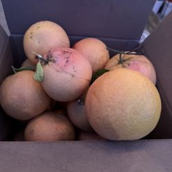 Free Fresh Picked Grapefruit 