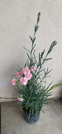 Carnation Blooming Plant, In 1 Gallón Pot Pick Up Only