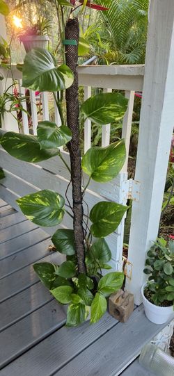 Hawaiian golden Potho plant