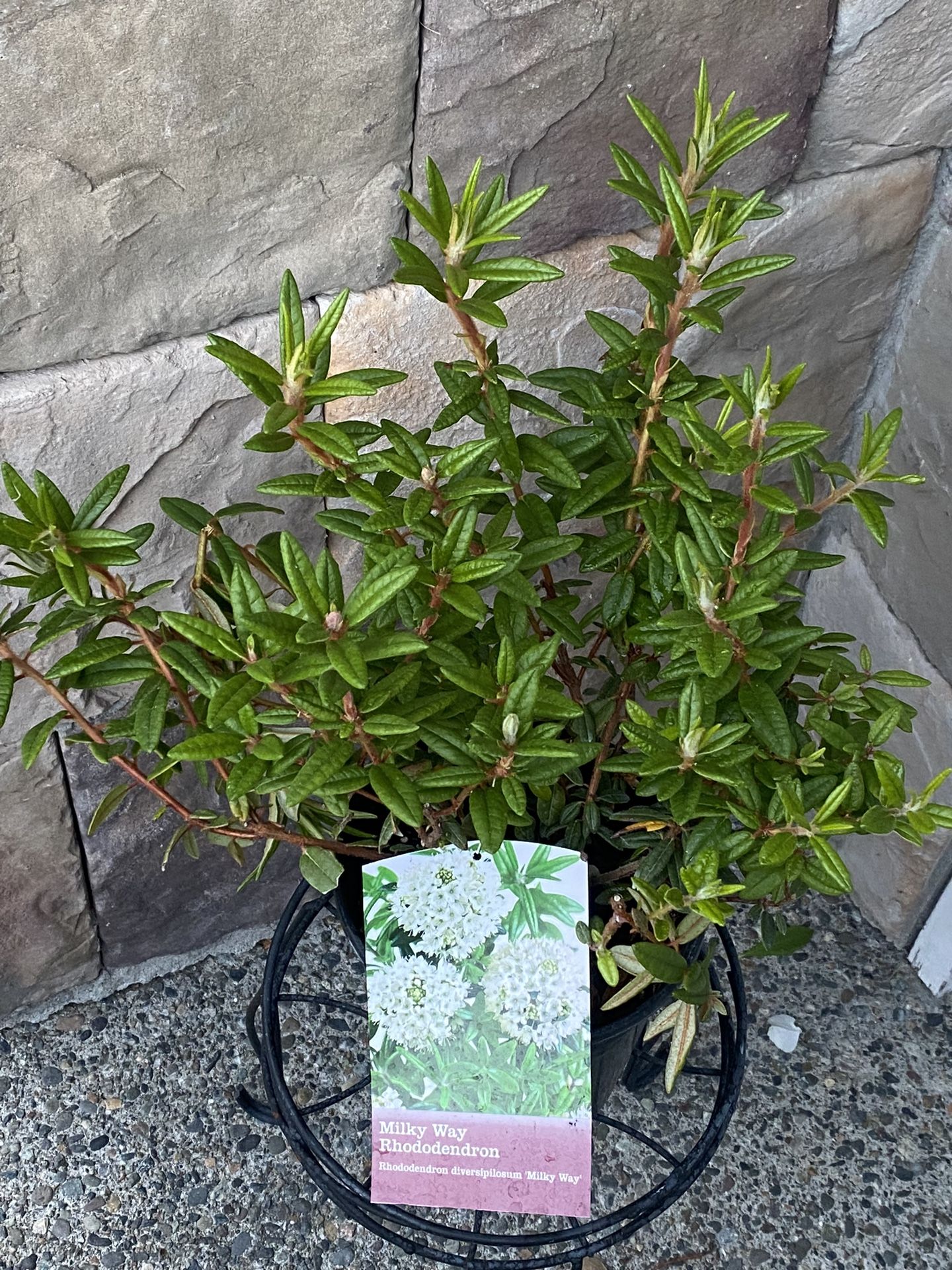 Milky Way Rhododendron