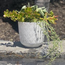 Happy Pot Of succulents 7.5 Inch High pot